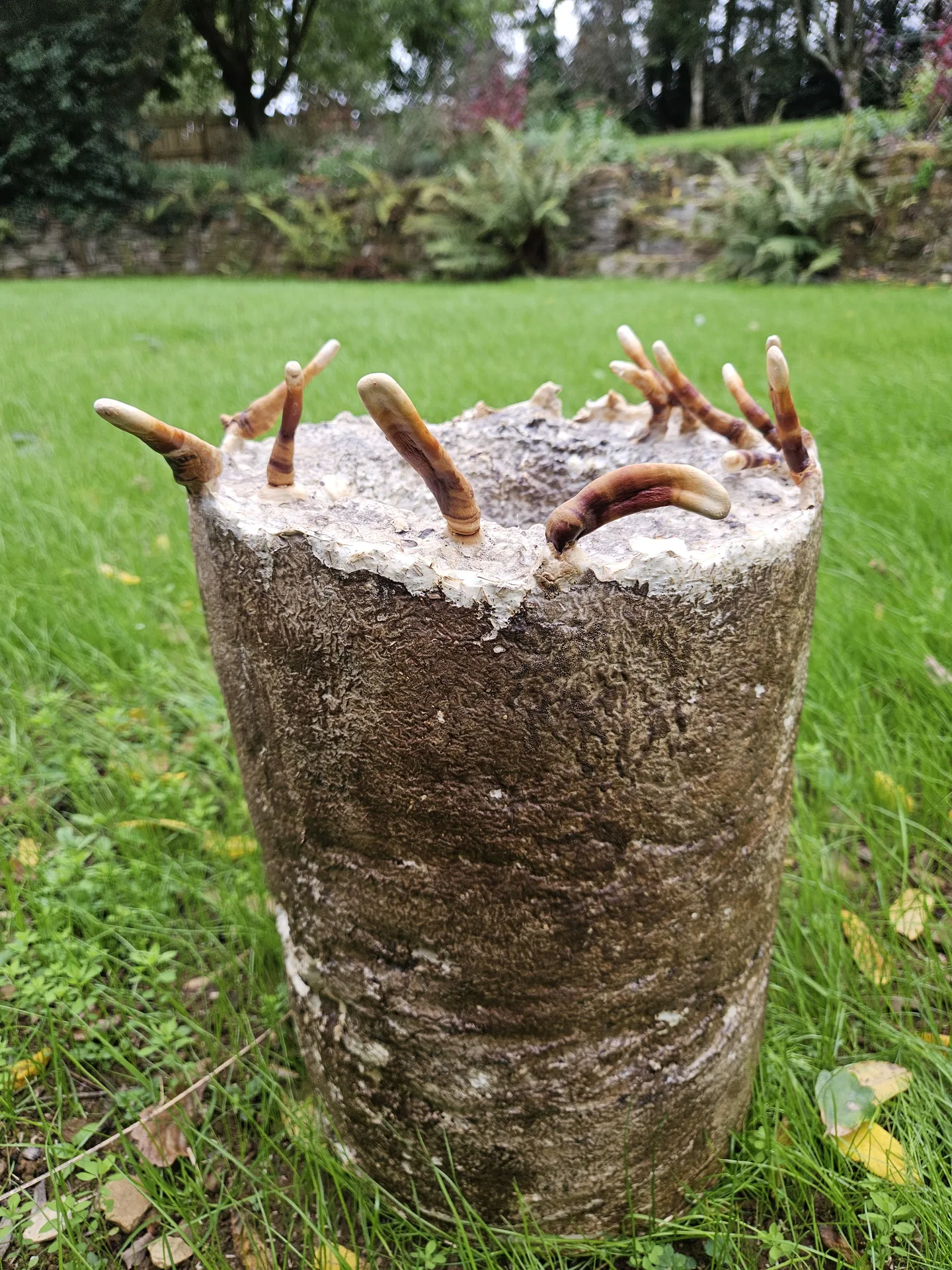 A cylindrical mycelium-grown form with fruiting bodies photographed outdoors