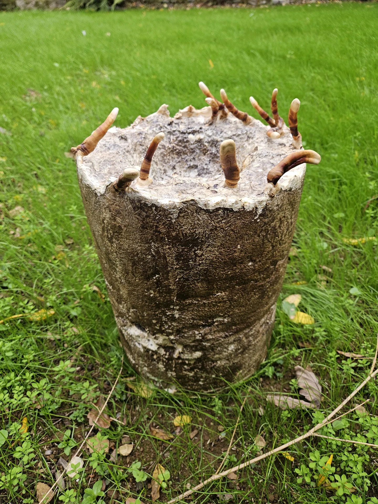Cylindrical mycelium-grown form with fruiting bodies photographed outdoors
