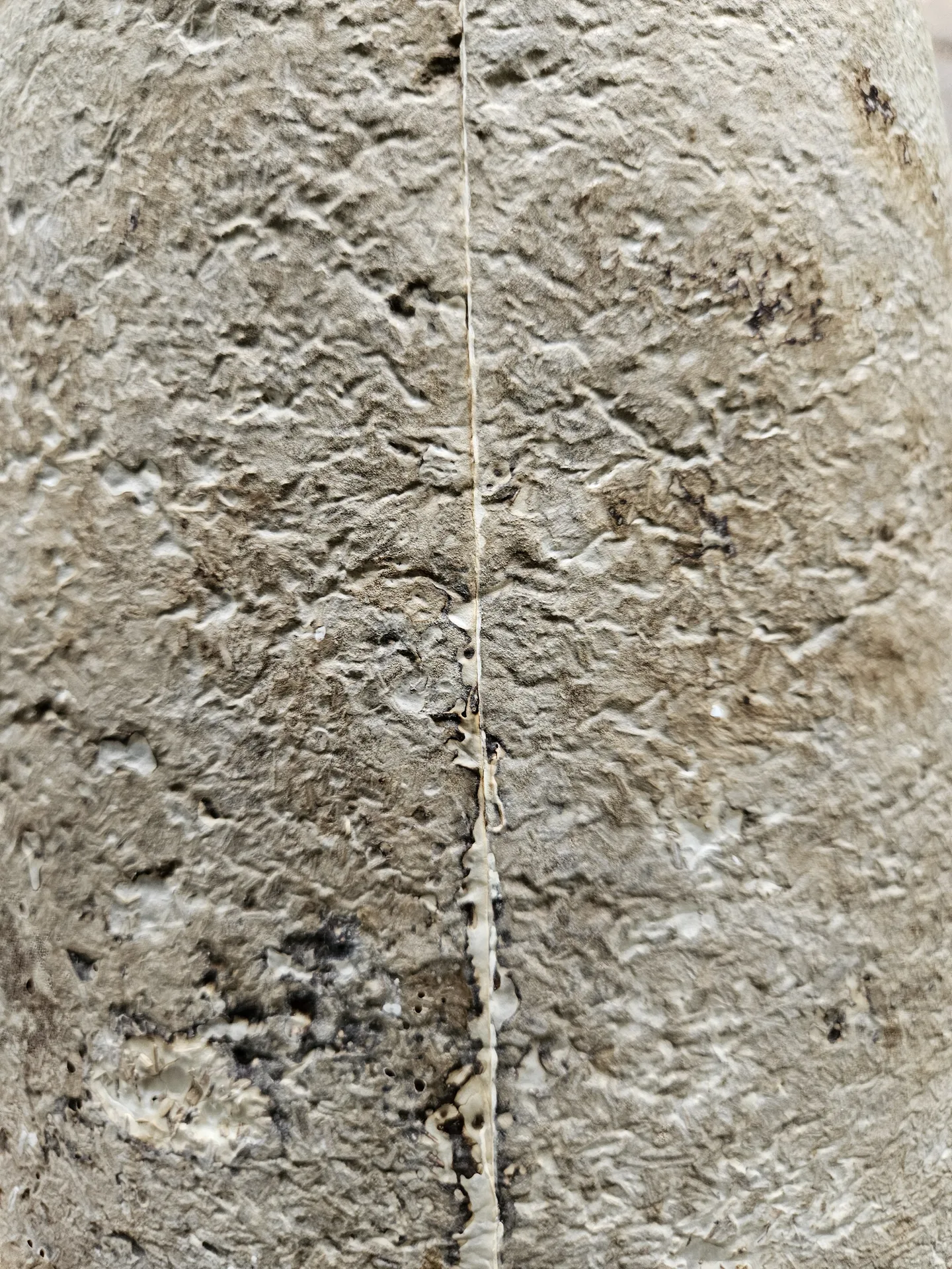 Close view of a seam between two textured mycelium-grown surfaces