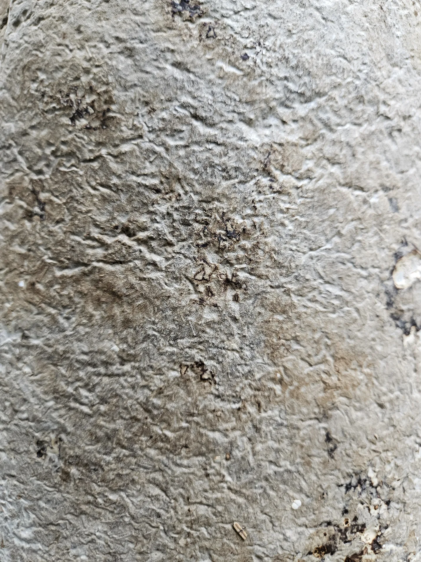 Close view of a pale, fibrous mycelium-grown material surface